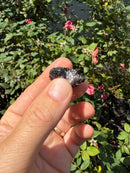 Siamese Common Musk Turtle Babies