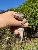 Gargoyle Gecko Adult Female