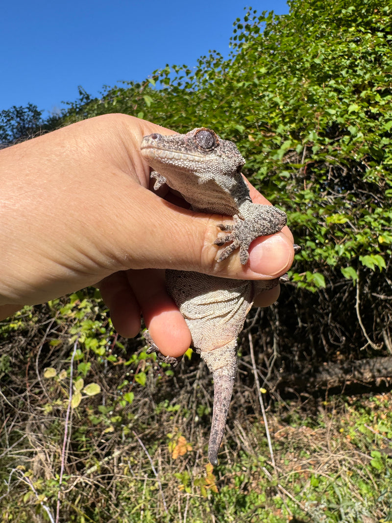 Gargoyle Gecko Adult Female
