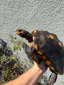 Barbados Red Foot Tortoise Adult Female