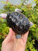 Ornate Diamondback Terrapin Female