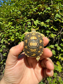 Leopard Tortoise 2024