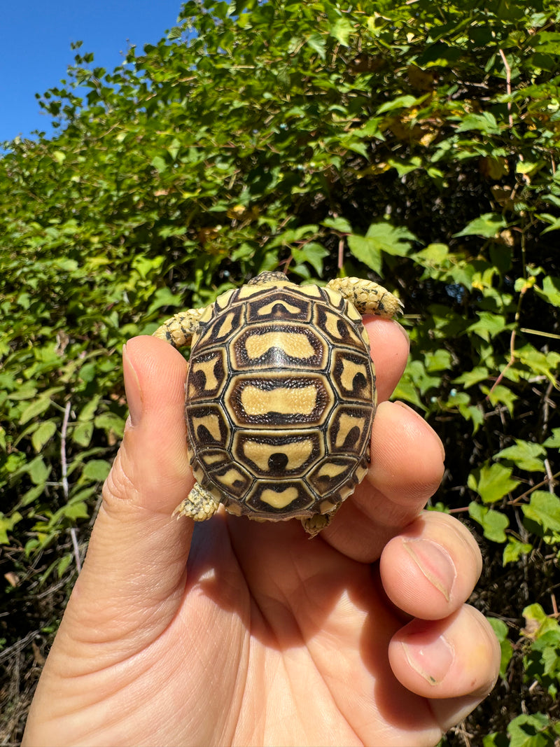 Leopard Tortoise 2024