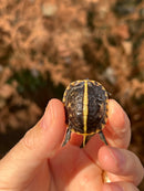 HI YELLOW Florida Box Turtle Baby