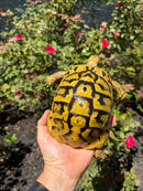 Eastern Hermann's Tortoise Adult Female