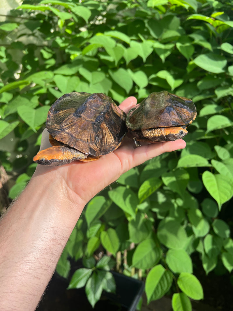 Twist-necked Turtle LTC Pair