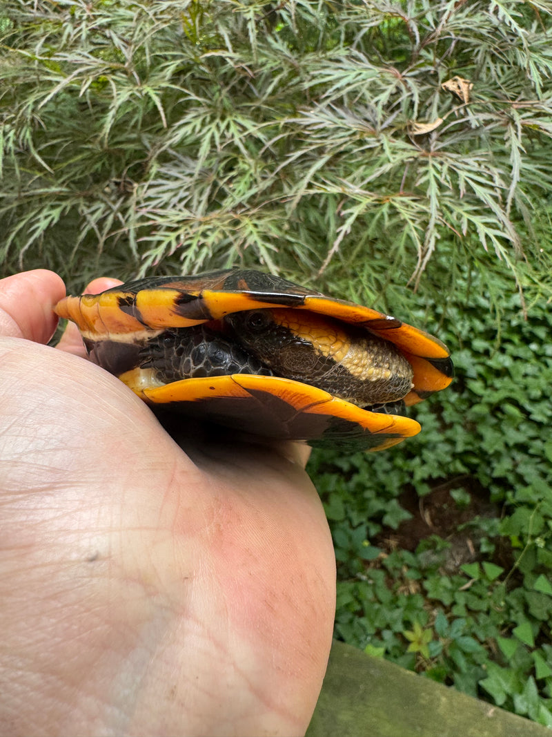 Twist-necked Turtle LTC Female
