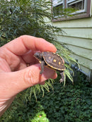 Hi Color Yellow Baby Eastern Box Turtle