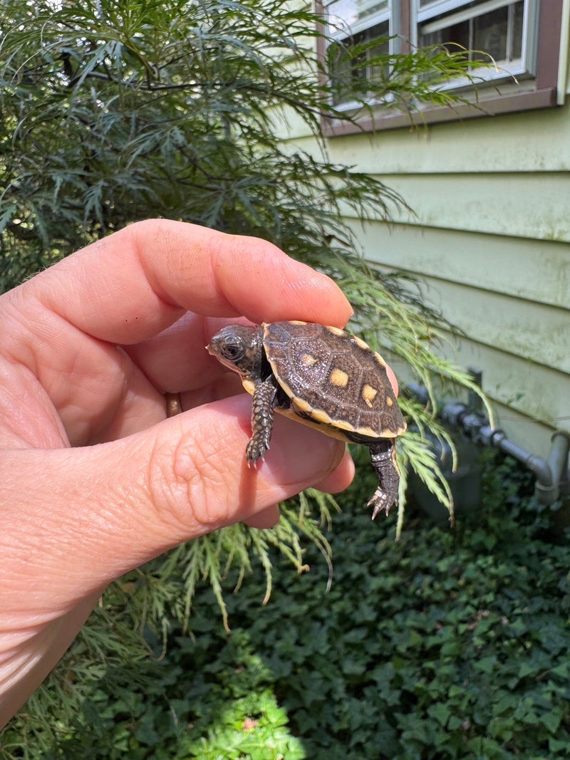 Hi Color Yellow Baby Eastern Box Turtle