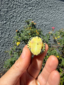 Pastel Clown Yellow Bellied Turtle 2026