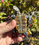 Hi White Concentric Diamondback Terrapin 2025