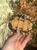 Malayan Snail-eating Turtle Adult Male