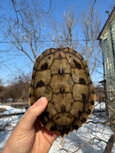 Mississippi Female Map Turtle Adult X Mississippi Diamondback Terrapin Adult Male BREEDING PROJECT