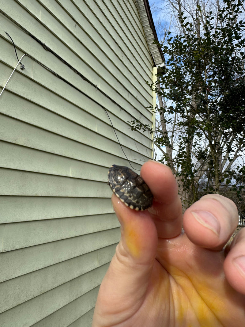 Pastel Common Musk Turtle Baby