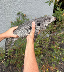 Blue Tegu Adult Female Breeder