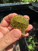 Orange Flame Baby Florida Red Bellied Turtle 2025