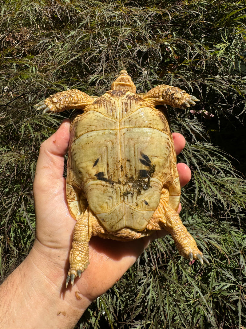 Syrian Golden Greek Tortoise Pair