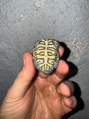 Hi White Concentric Diamondback Terrapin 2025