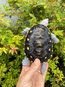 Ornate Diamondback Terrapin Female