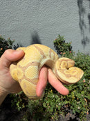 Banana Ball Python Mixed Morph Female