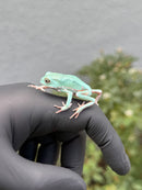 Waxy Monkey Tree Frog (Phylomedusa sauvagii)