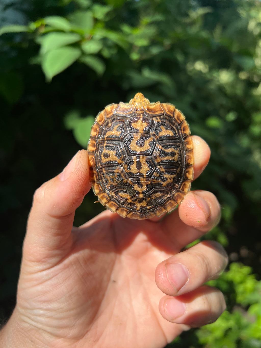 Pancake Tortoise Baby #3 (Malacochersus tornieri)