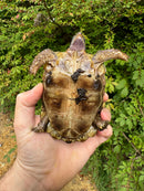 Homes Hinge-back Tortoise Female