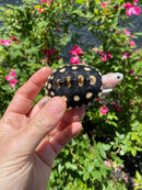 Ornate Diamondback Terrapin Female