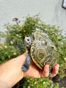 Concentric Diamondback Terrapin Adult Female