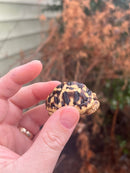 Sri Lankan Star Tortoise Female