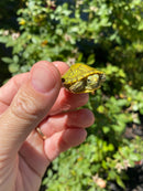 Mitch Clown Red Eared Slider Turtle