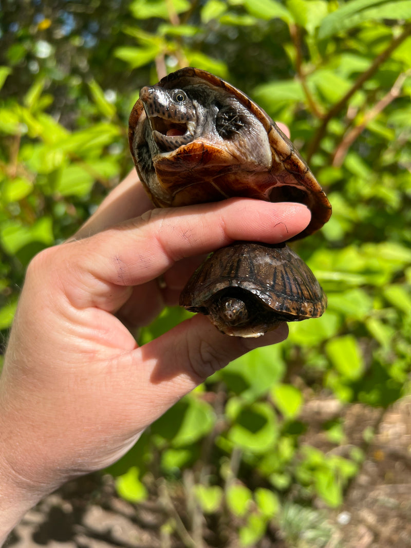 Loggerhead Musk Turtle Adult Pair