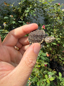 Hypomelanistic Common Snapping Turtle 2026