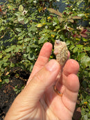 Albino Florida Snapping Turtle 2026