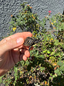 HI YELLOW Florida Box Turtle