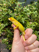 Crimson Red Albino Green Iguana 2026