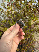 Hi White Concentric Diamondback Terrapin 2025