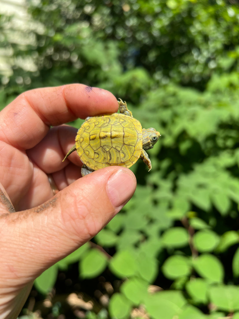 Pastel Clown Red Eared Slider Turtle 2024