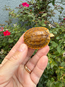 Bourret's Flowerback Box Turtle 2026