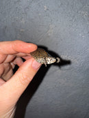 Hi White Concentric Diamondback Terrapin 2025