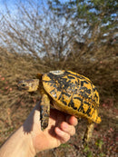 Libyan Greek Tortoise Adult Female