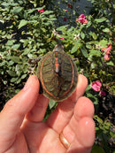 Indian Pink Ringed Tent Turtle
