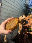 Forstens Tortoise Adult  Male 11 (Indotestudo forstenii)