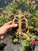 Eastern Hermann's Tortoise Adult Female
