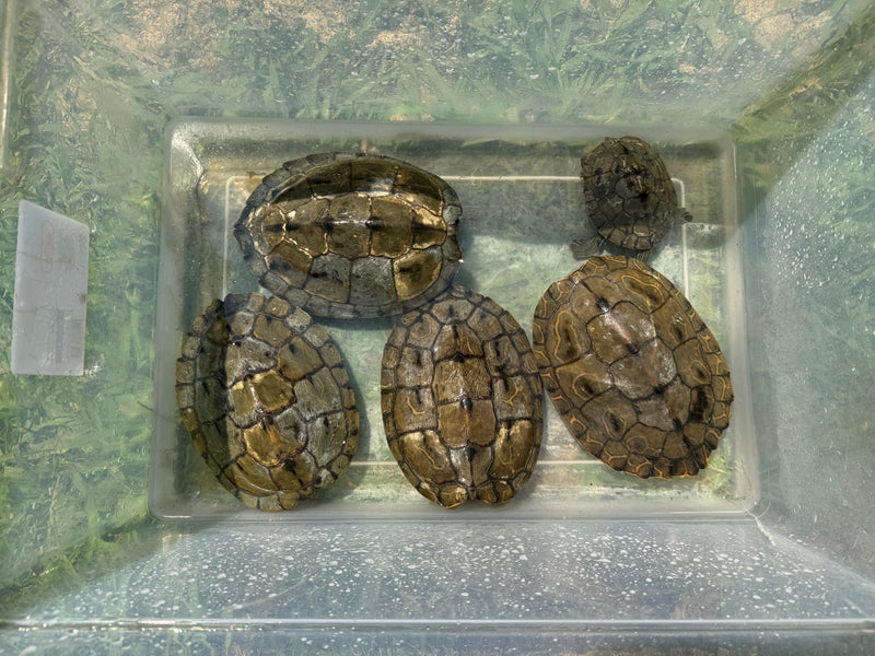 Barbour's  Map Turtle 1.4 Adult Breeding Colony (Graptemus barbouri)