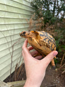 Jordanian Golden Greek Tortoise Female