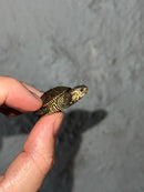 Hi White Concentric Diamondback Terrapin 2023