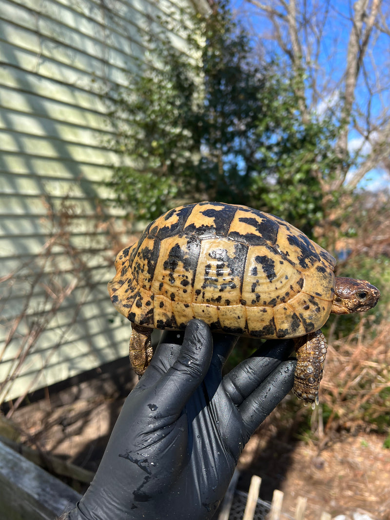 Libyan Greek Tortoise Adult Male