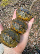 Japanese Pond Turtle 1.3 (Mauremys japonica) (Priced As Group