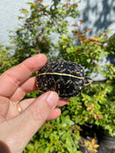 HI YELLOW Florida Box Turtle